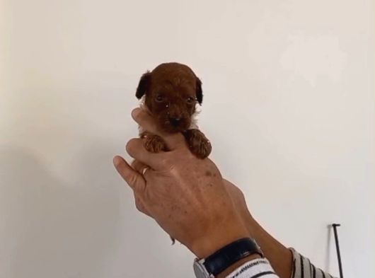 Mi Poodle Bebeklerimiz Için Acele Edin görsel