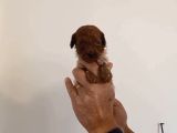 Mi Poodle Bebeklerimiz Için Acele Edin