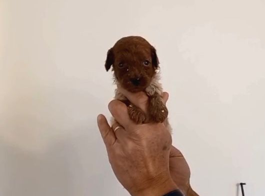 Mi Poodle Bebeklerimiz Için Acele Edin görsel