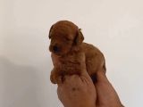 Mi Poodle Bebeklerimiz Için Acele Edin