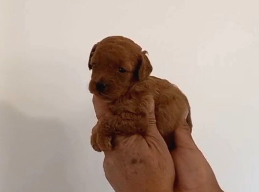 Mi Poodle Bebeklerimiz Için Acele Edin görsel