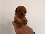 Mi Poodle Bebeklerimiz Için Acele Edin