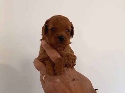 Mi Poodle Bebeklerimiz Için Acele Edin görsel