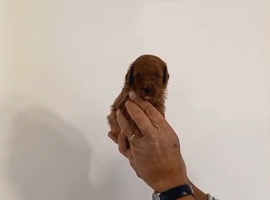 Mi Poodle Bebeklerimiz Için Acele Edin görsel