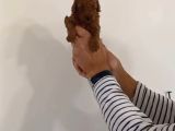 Mi Poodle Bebeklerimiz Için Acele Edin