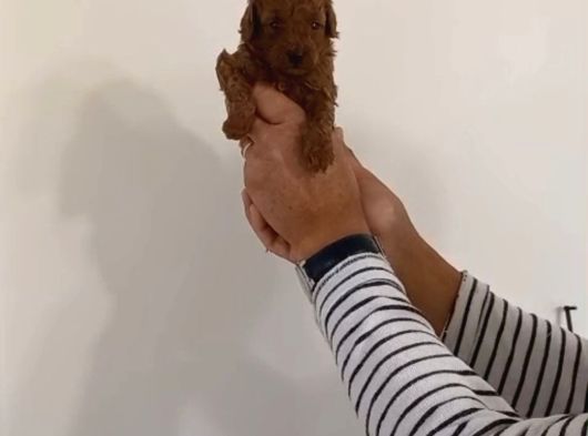 Mi Poodle Bebeklerimiz Için Acele Edin görsel