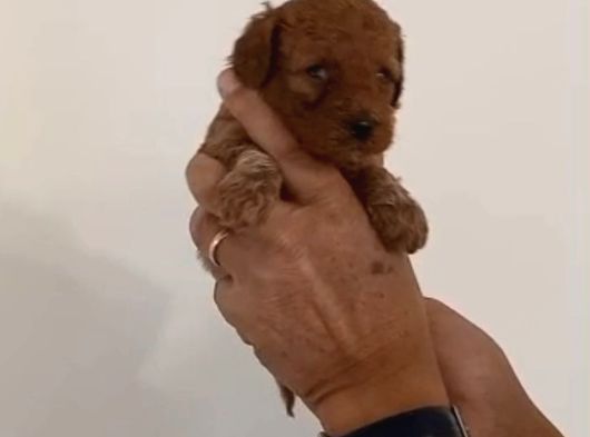 Mi Poodle Bebeklerimiz Için Acele Edin görsel