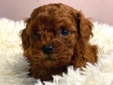 EN GÜZEL TOY POODLE