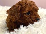 En Güzel Toy Poodle