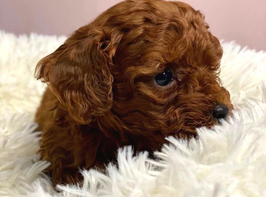En Güzel Toy Poodle görsel