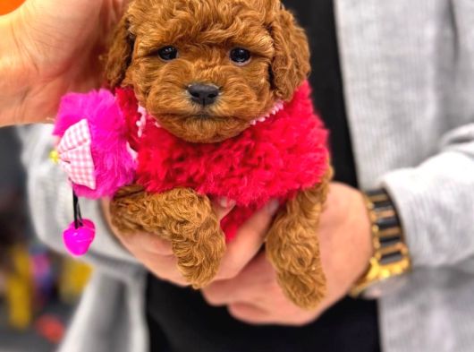 Anne Altindan Toy Poodle görsel