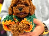 Toy Poodle Anne Altindan Irk Ve Sağlik Garanti̇li̇