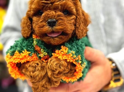 Toy Poodle Anne Altindan Irk Ve Sağlik Garanti̇li̇ görsel