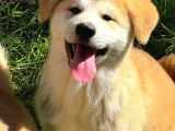 Safkan Japon Akita Yavrular