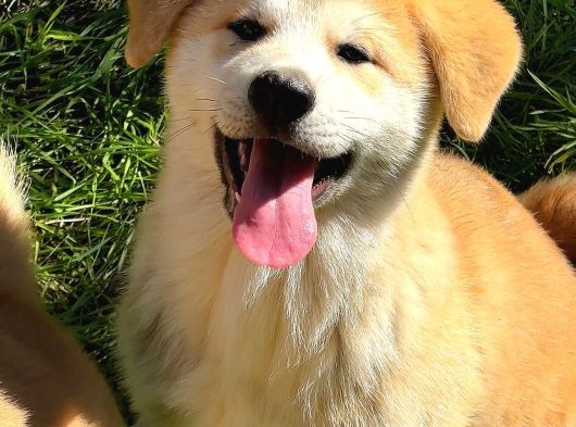 Safkan Japon Akita Yavrular