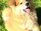 Safkan Japon Akita Yavrular