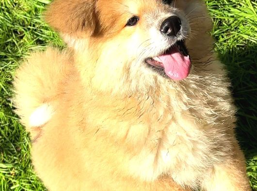 Safkan Japon Akita Yavrular görsel