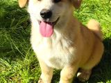 Safkan Japon Akita Yavrular