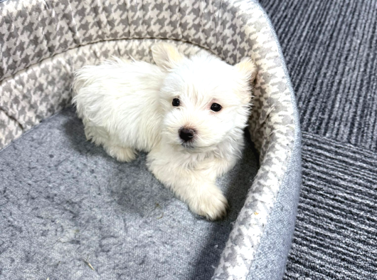 Malties Terrier
