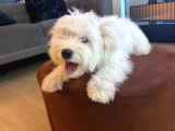 Malties Terrier