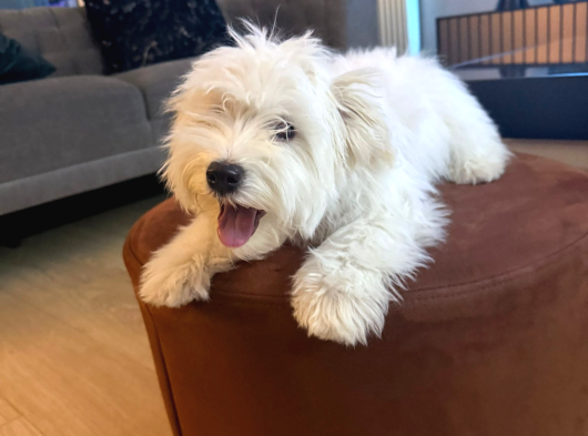 Malties Terrier görsel