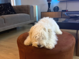 Malties Terrier