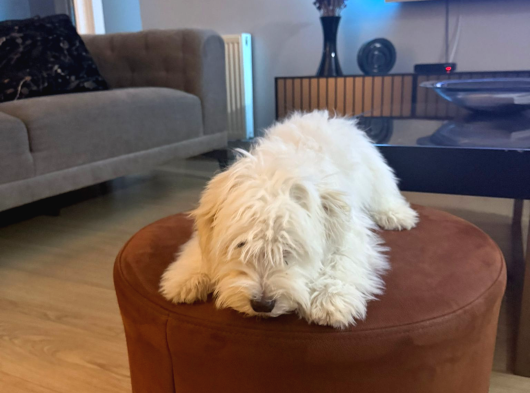 Malties Terrier görsel