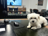 Malties Terrier