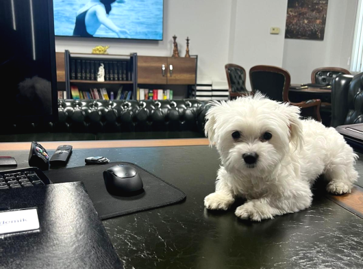 Malties Terrier görsel