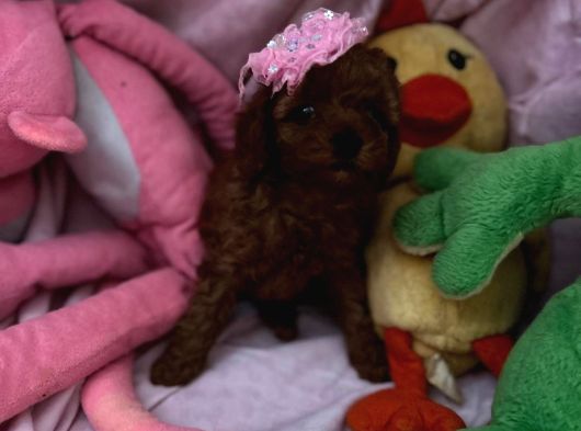 Toy Poodle Red Brwon Yavrular görsel