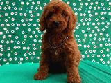 Red Brown Toy Poodle