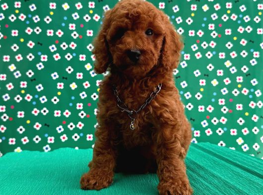 Red Brown Toy Poodle görsel