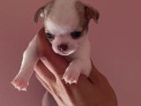 Chiuchuahua 0 boy  yavrular