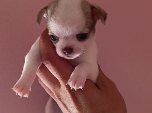 Chiuchuahua 0 Boy  Yavrular
