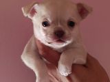 Chiuchuahua 0 Boy  Yavrular