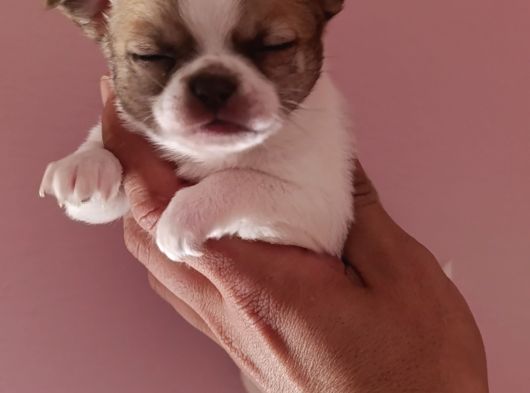Chiuchuahua 0 Boy  Yavrular görsel