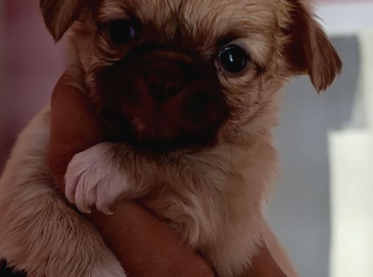 Chiuchuahua 0 Boy  Yavrular görsel