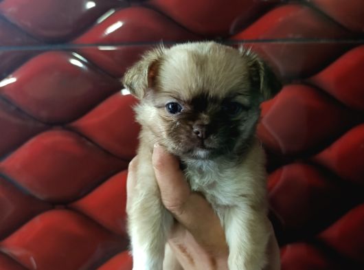 Chiuchuahua 0 Boy  Yavrular görsel