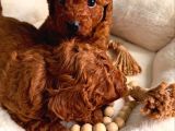 Minik Sevecen Safkan Toy Poodle Yavruları