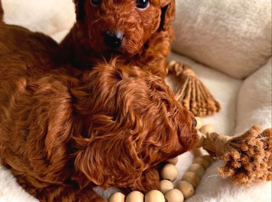 Minik Sevecen Safkan Toy Poodle Yavruları görsel