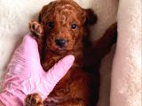 Minik Sevecen Safkan Toy Poodle Yavruları