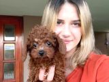 Toy Poodle Yavruları Bursa Köpek Okulu