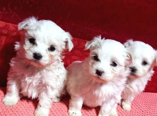 Mini Boy Maltese Bebeklerimiz görsel