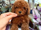 Toy Poodle Irk Ve Sağlik Garanti̇li̇