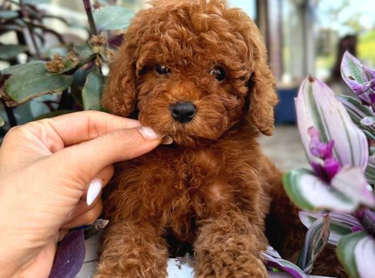 Toy Poodle Irk Ve Sağlik Garanti̇li̇ görsel