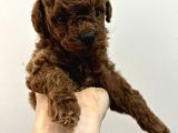 Toy Poodle Red Brwon Yavrular