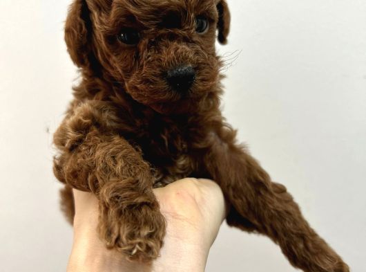 Toy Poodle Red Brwon Yavrular görsel