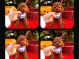 Red Brown Toy Poodle
