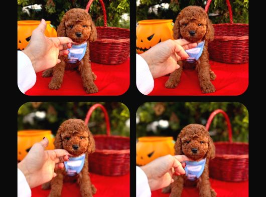 Red Brown Toy Poodle görsel