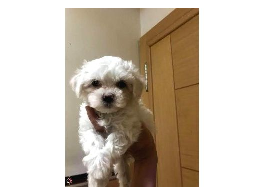 Xs Maltese Bebekler görsel